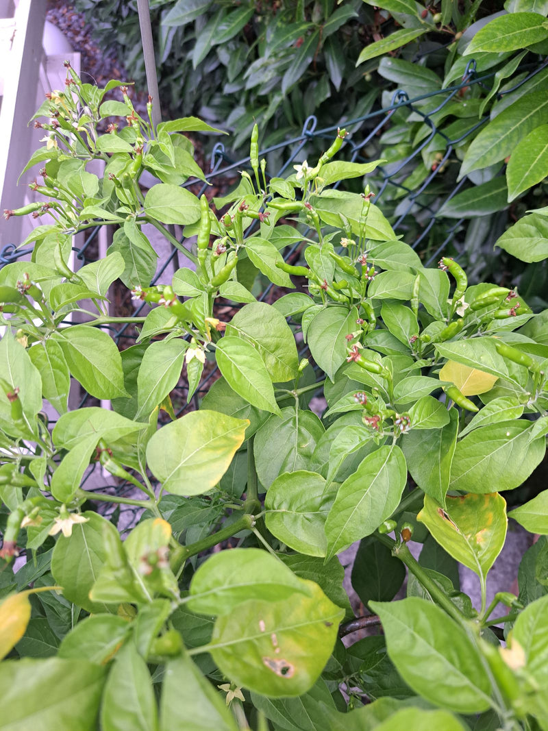 L'image montre un plant de piment vert avec de nombreuses feuilles, de petites fleurs blanches et des fruits immatures en croissance. La photo montre la plan...