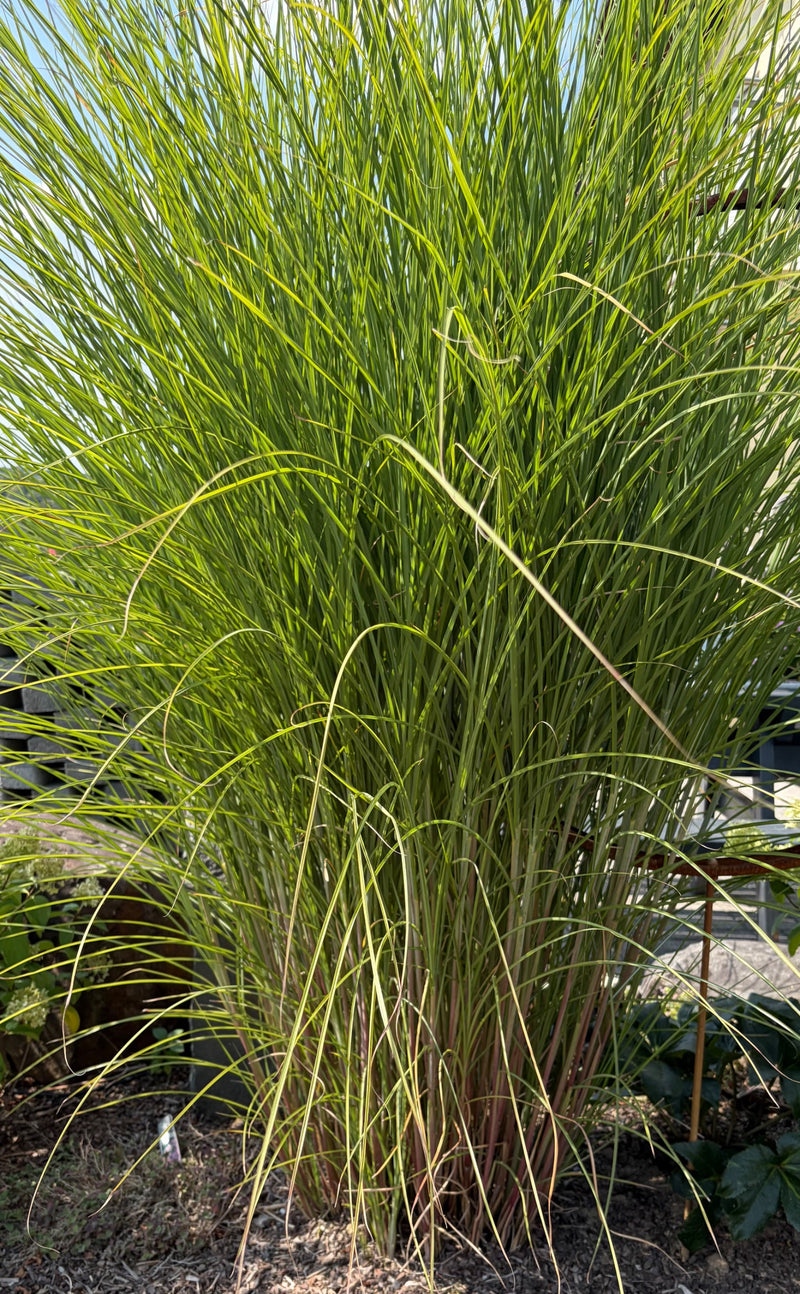 On peut voir un grand spécimen dense de eulalie avec de longues tiges et feuilles étroites dans un parterre de jardin. La plante pousse en touffe et remplit ...
