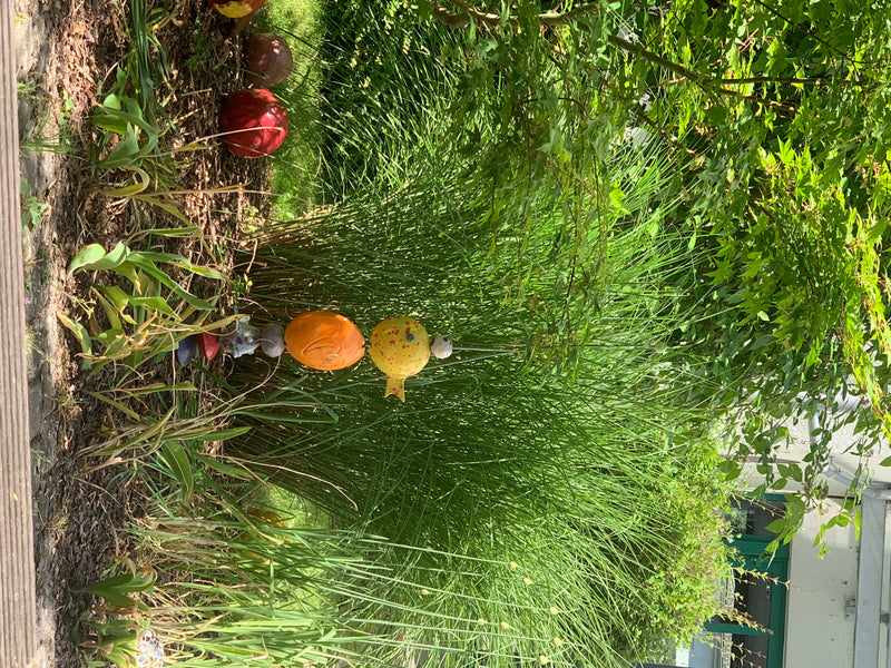 On peut voir une touffe dense de roseau de Chine dans un massif avec du paillis et de la décoration de jardin. Les longs et étroits chaumes poussent de maniè...