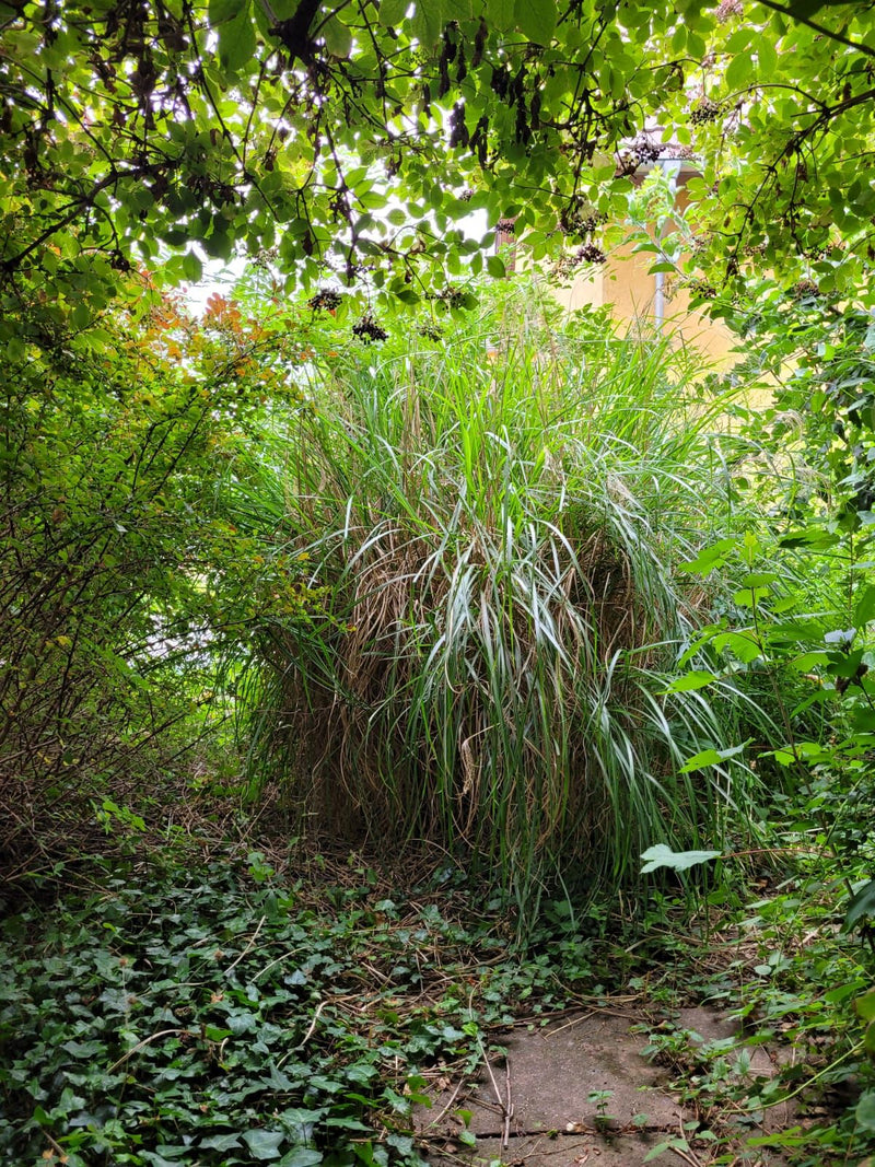 On peut voir un grand miscanthus sinensis touffu dans un jardin, entouré d'arbustes et d'arbres. La plante pousse sur le sol au milieu de la verdure.