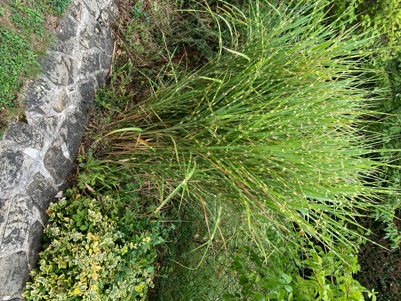 L'image montre une grande plante d'eulalie poussant dans un jardin à côté d'un mur en pierre.