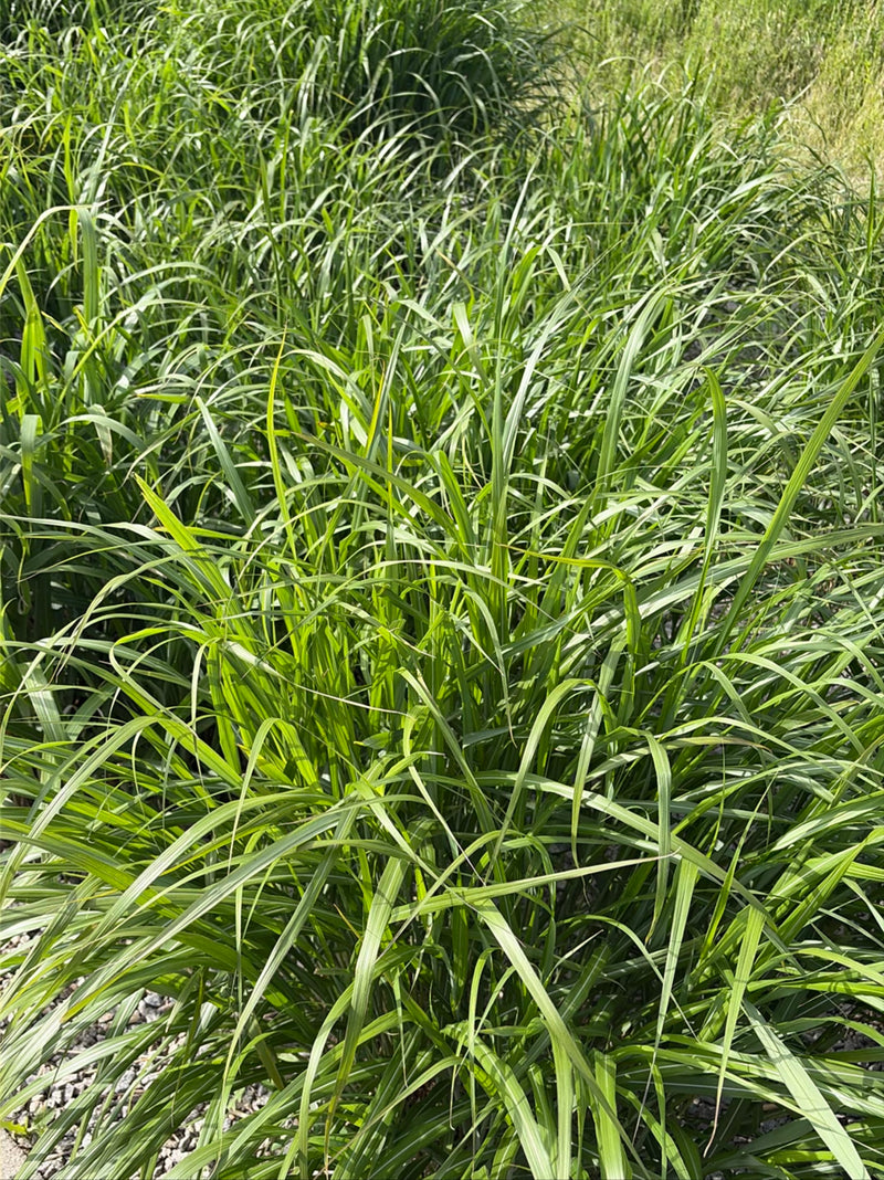 L'image montre un peuplement dense d'eulalie avec ses feuilles vertes longues et caractéristiques. La plante pousse dans un environnement naturel.