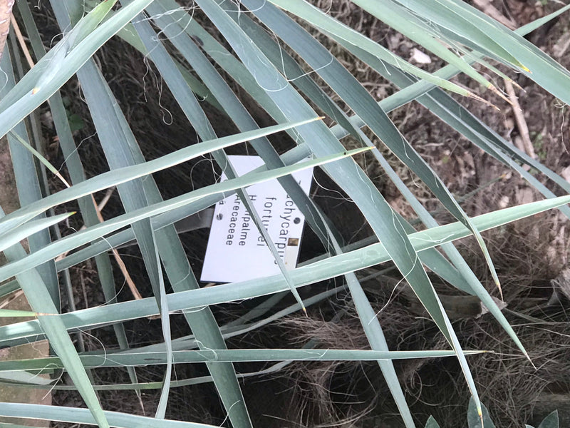 Des feuilles vert-bleu en forme d'épée d'un yucca avec des filaments marginaux recouvrent une étiquette.
