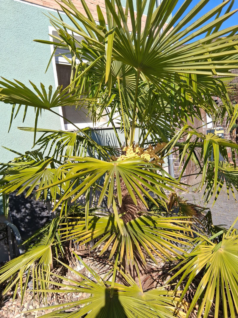On voit un palmier de Chine avec ses grandes feuilles en éventail typiques et une inflorescence jaune. La plante se trouve dans un jardin devant un mur de ma...