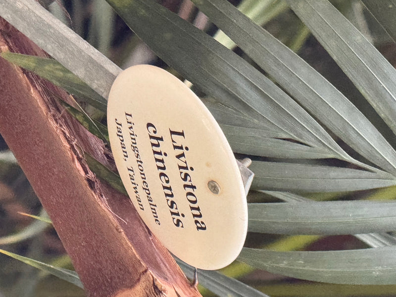 Gros plan sur les palmes d'un palmier fontaine avec une étiquette d'identification.