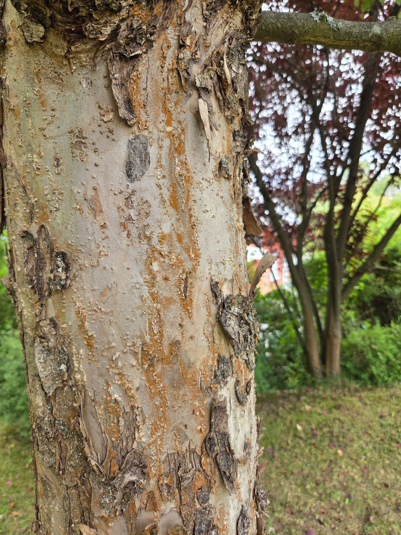 orme chinois — photo 1 sur 3