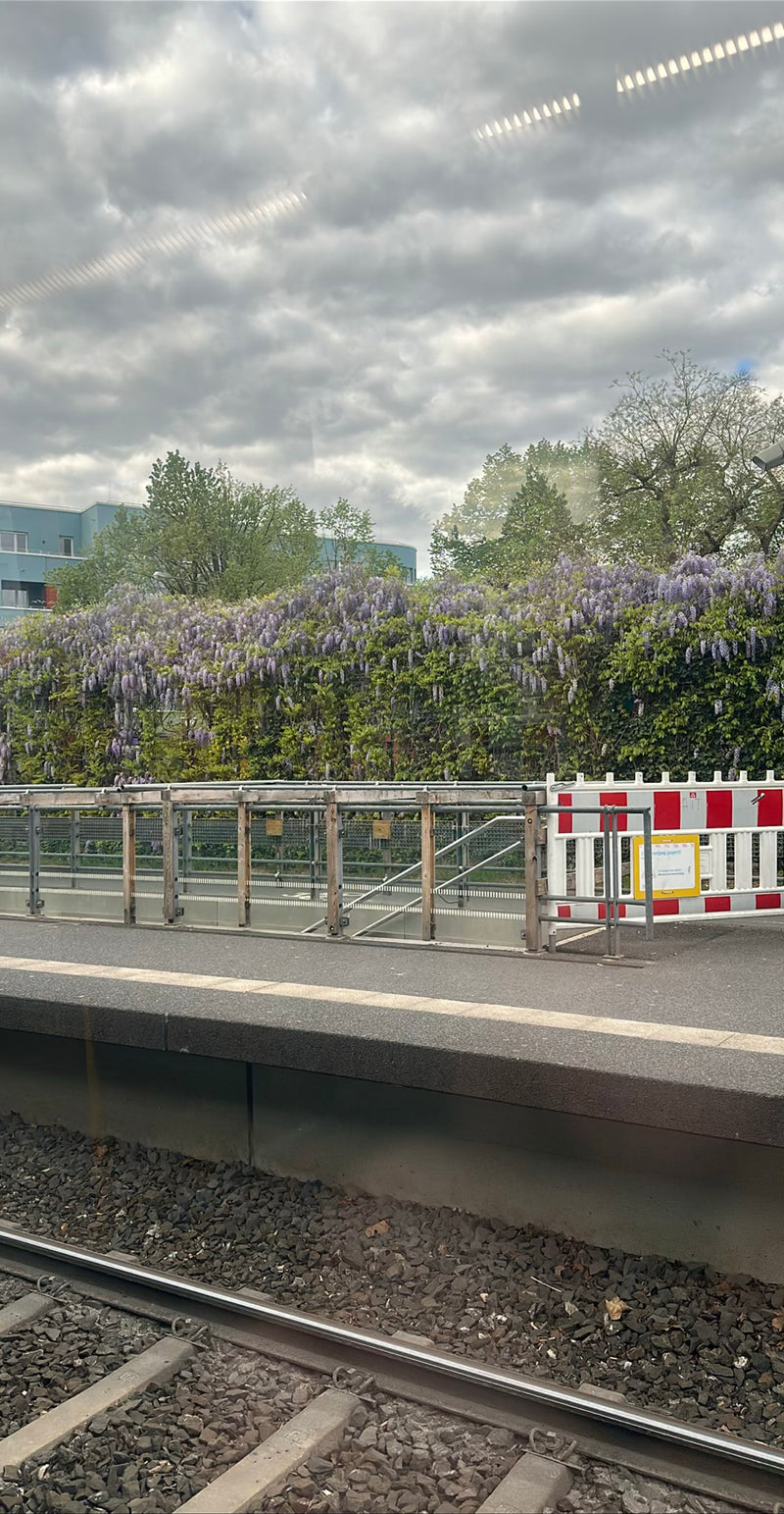 Glycine chinoise — Bild 1