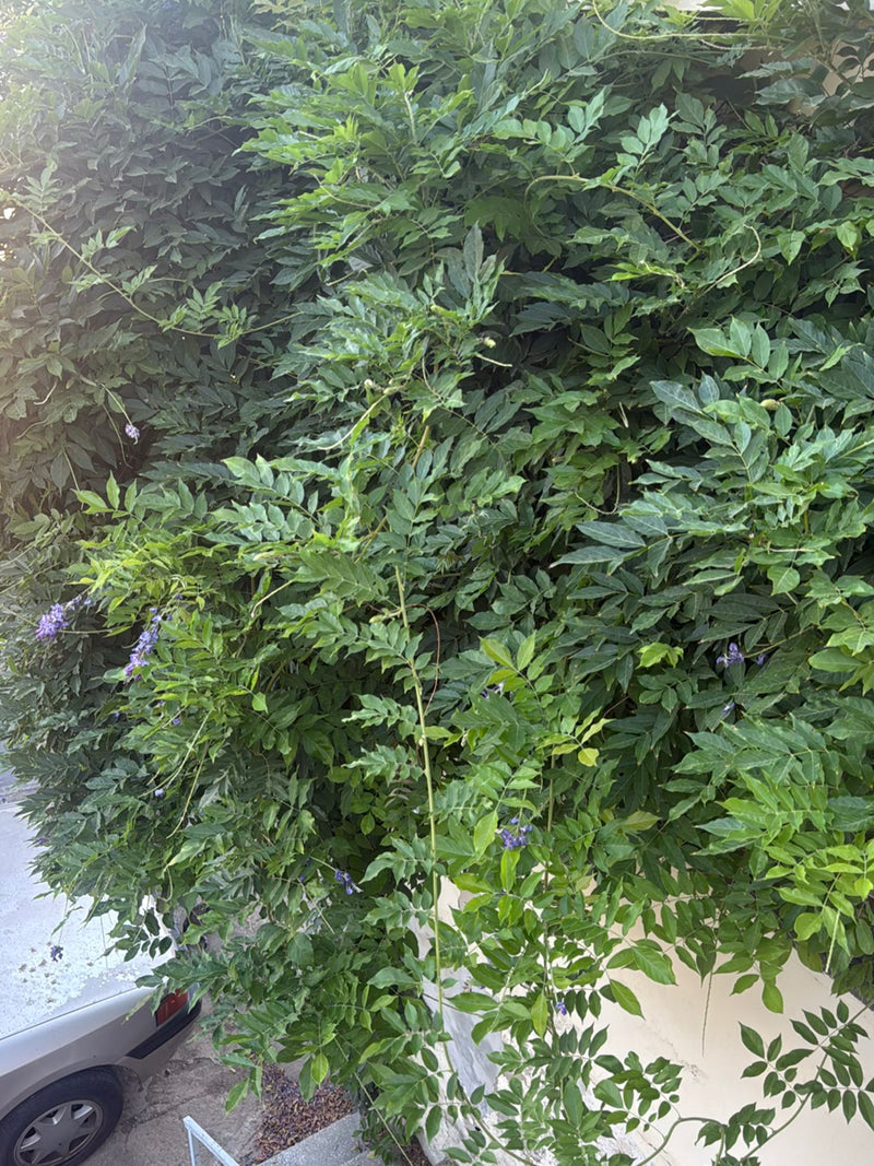 L'image montre une grande plante grimpante de glycine de Chine avec un feuillage vert luxuriant et des fleurs mauves éparses. La plante grimpe le long d'un m...