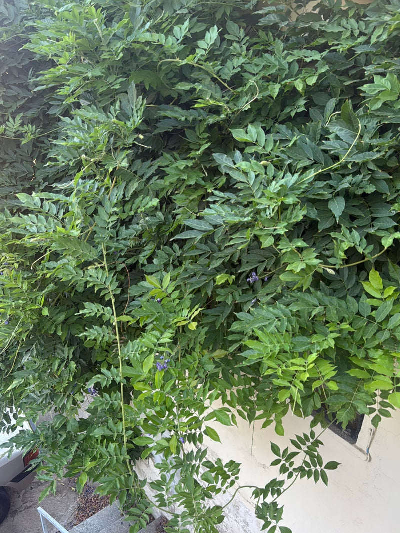 On aperçoit une dense concentration de feuilles vertes et de tendrons de glycine de Chine grimpant le long d'un mur. Quelques petites fleurs éparses sont vis...