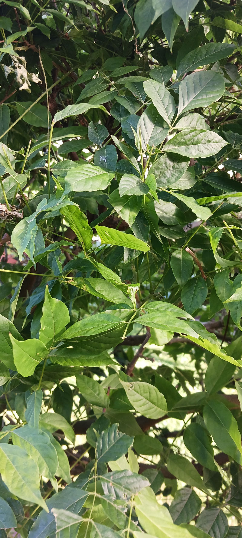 On peut voir les feuilles vertes pennées et les vrilles caractéristiques de la glycinias de Chine. La plante pousse avec un feuillage dense.
