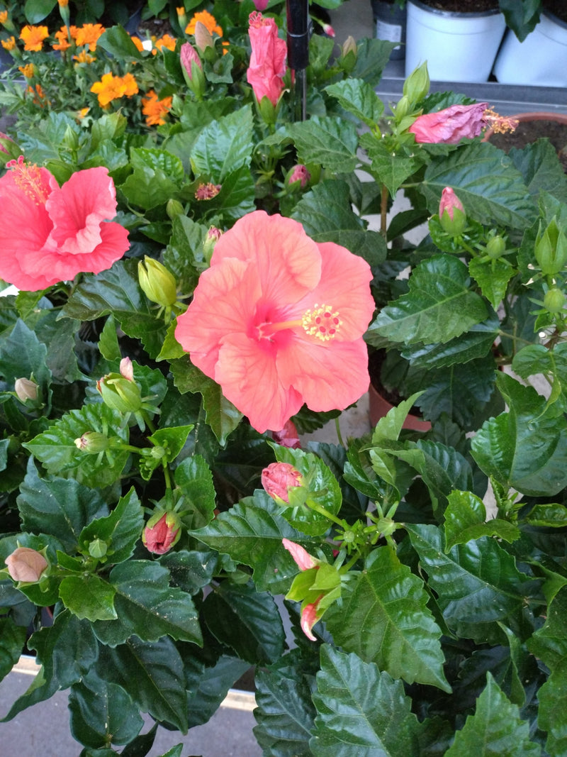 Guimauve chinoise à la rose — Bild 1