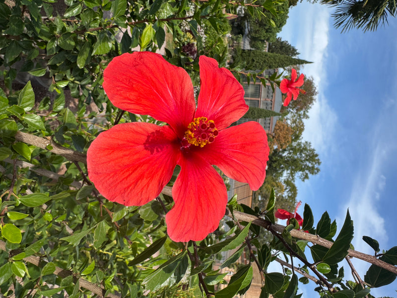 Une fleur rouge vif d'hibiscus rose de Chine s'épanouit sur un arbuste feuillu sous un ciel bleu.