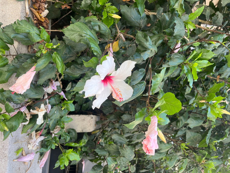 L'image montre une fleur blanche ouverte avec un centre rouge et des boutons d'un hibiscus de Chine. Elle est entourée par les feuilles vertes et dentées typ...