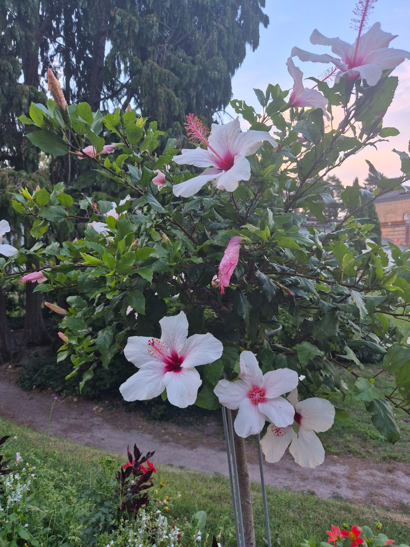 On peut voir un hibiscus de Chine en fleurs avec de grandes fleurs claires et un feuillage foncé. La plante se trouve à l'extérieur dans un parc ou un jardin.