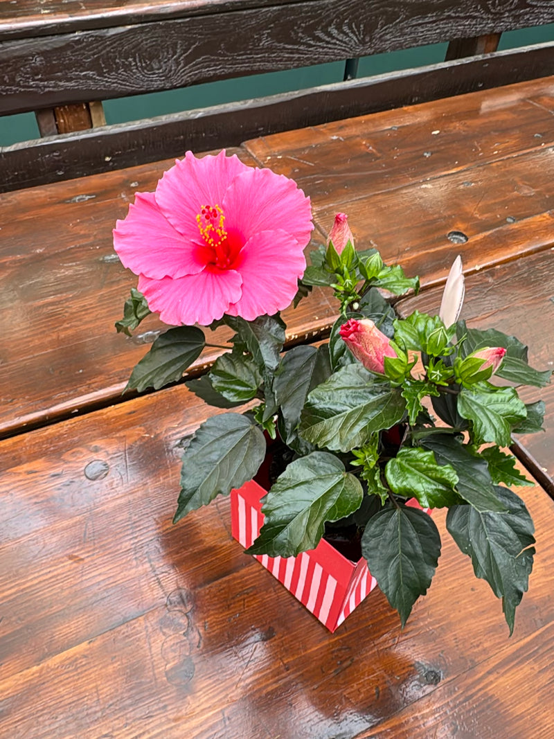 On aperçoit un hibiscus rose de Chine doté d'une fleur rose écloses et de plusieurs bourgeons. La plante en pot est posée sur une surface en bois.