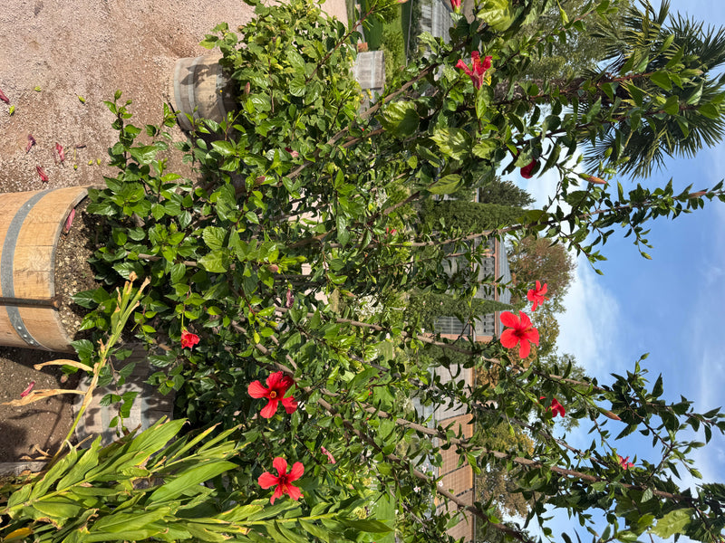 Un hibiscus rose de Chine aux fleurs rouge vif pousse à l'extérieur dans un grand tonneau en bois.