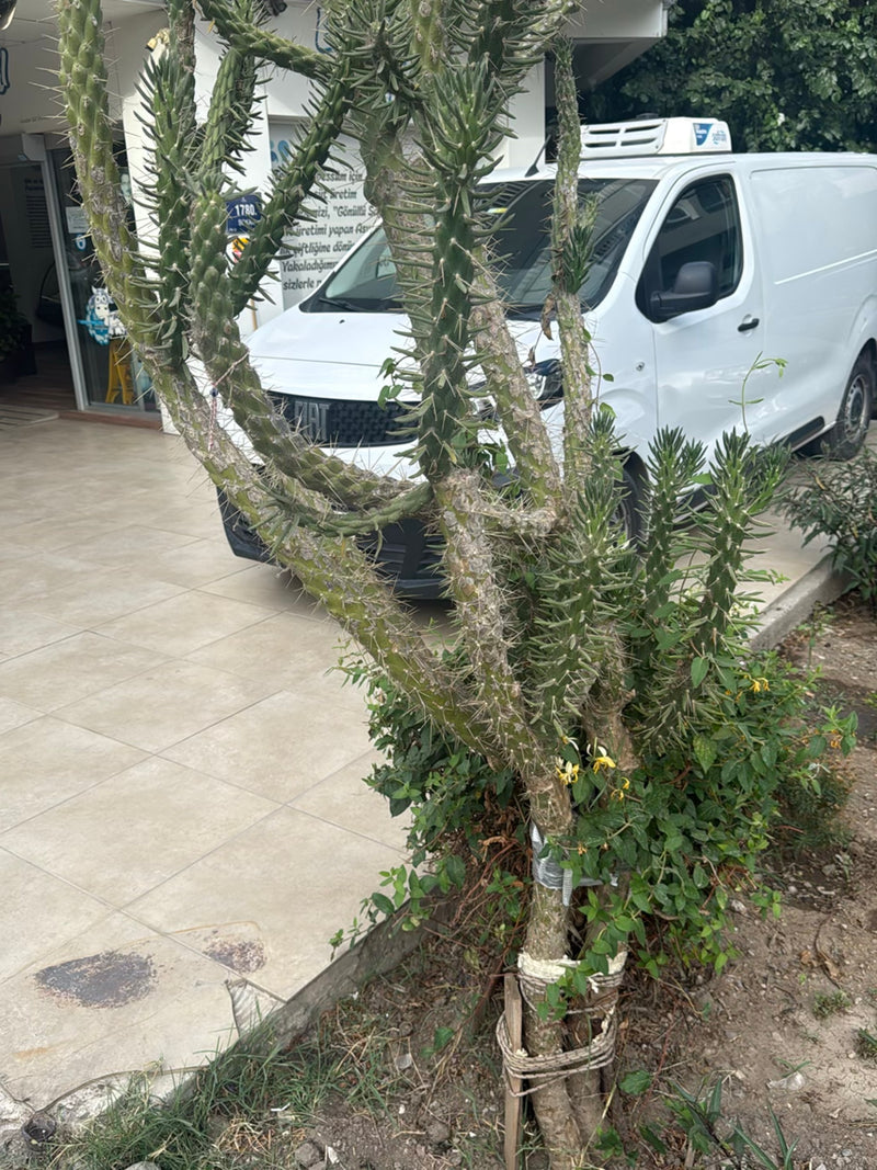 Cactus Cholla (genre) — Bild 2