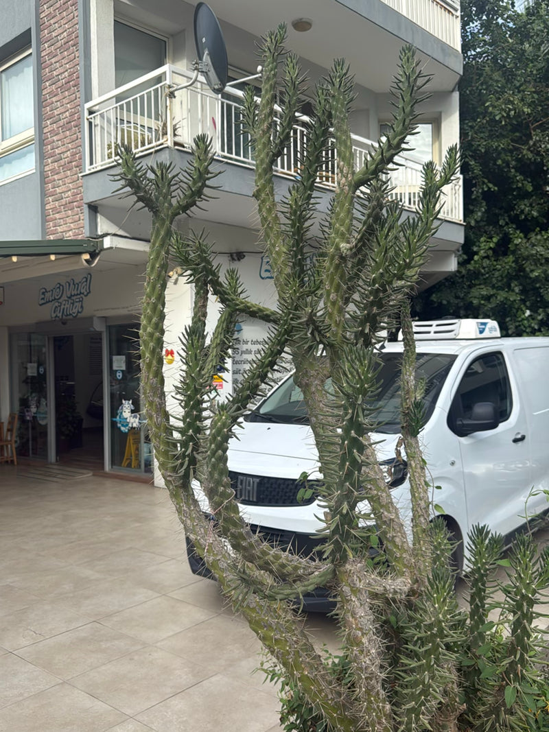 Cactus Cholla (genre) — Bild 1