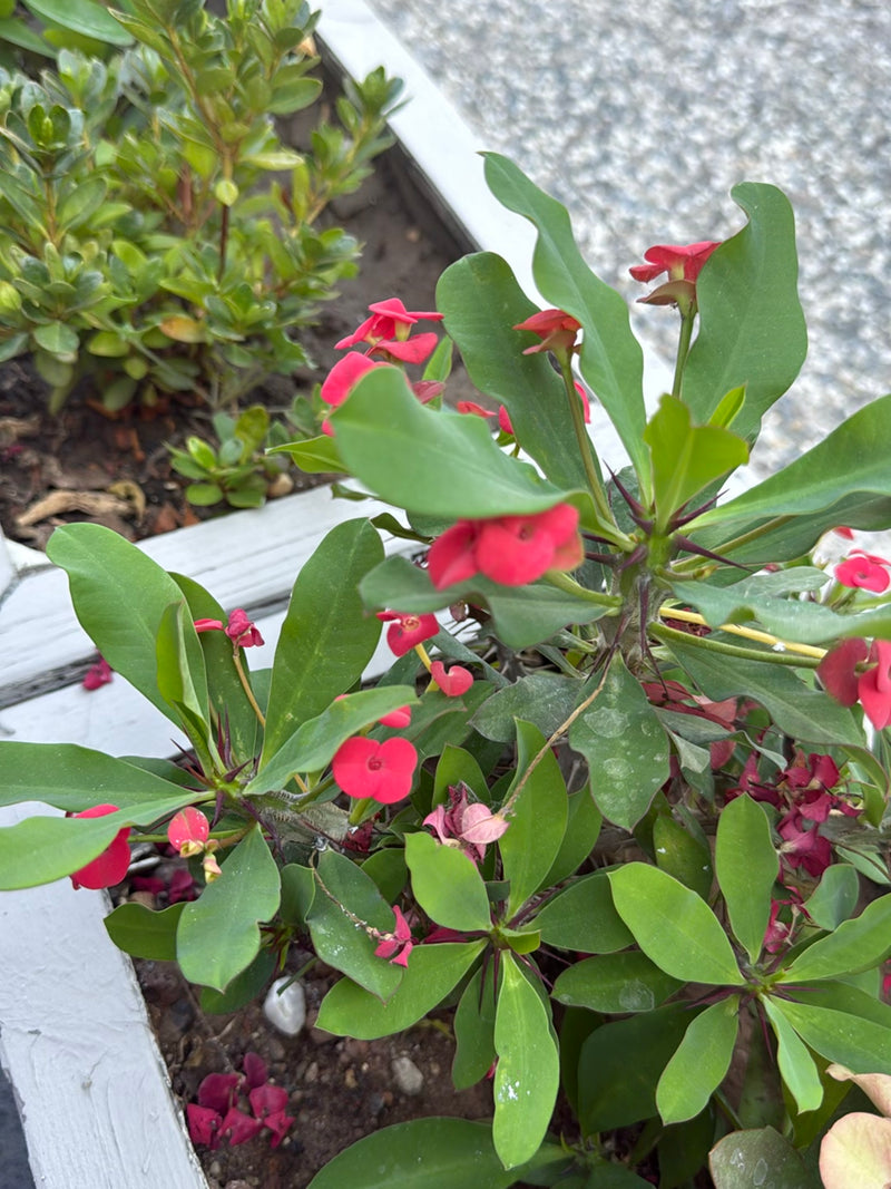 On aperçoit une couronne du Christ avec des feuilles vertes et des fleurs rouges remarquables dans un parterre. La pousse se trouve dans un sol meuble.