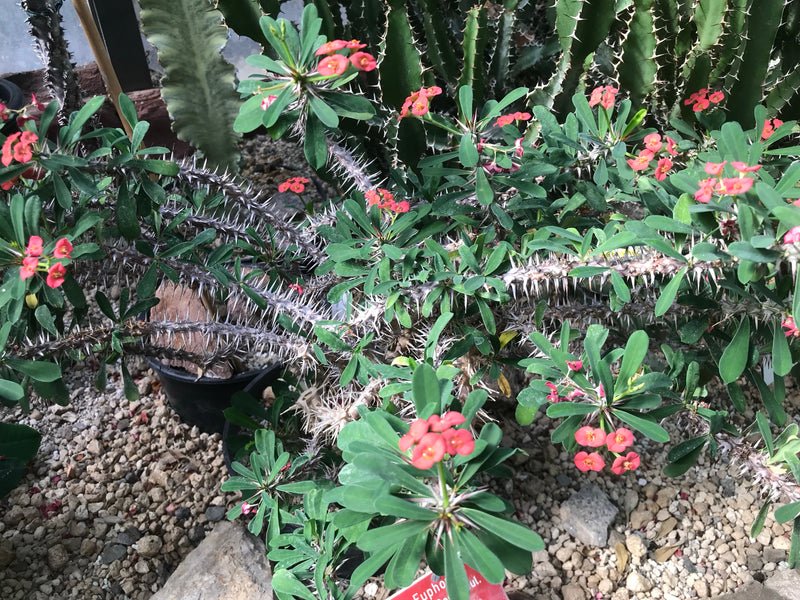 On peut voir une couronne d'épines avec des tiges très épineuses, des feuilles vertes et de petites fleurs rouges. La plante est dans un pot sur un sol pierr...