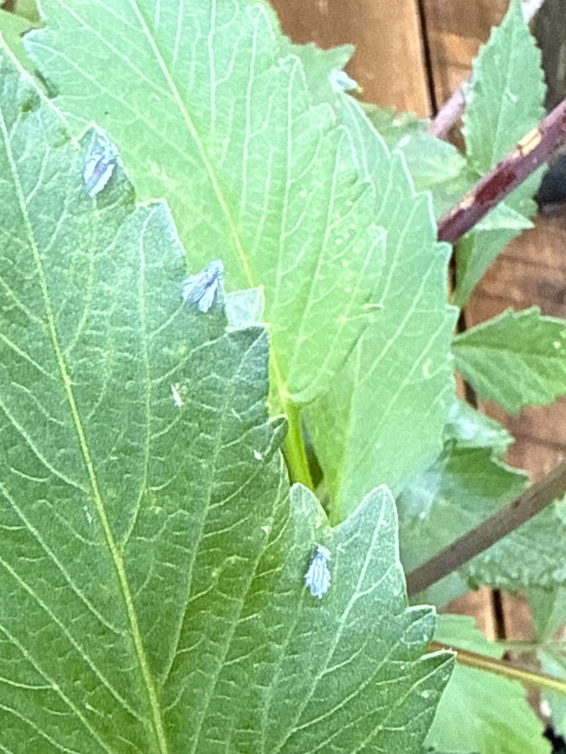 Plusieurs cicadelles pruineuses recouvertes de leur sécrétion cireuse gris-bleu reposent sur le bord de feuilles vertes.