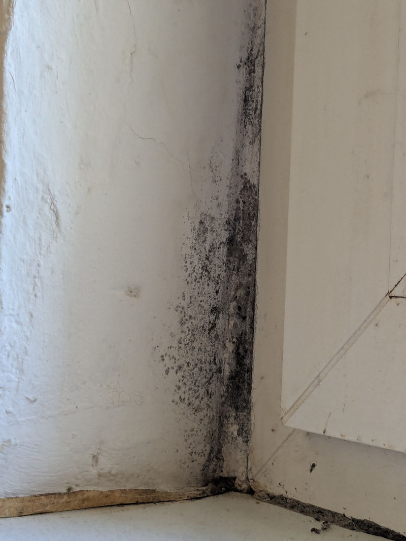 Une prolifération de moisissure sombre est visible sur un mur clair dans le coin d'une pièce. Les taches s'étendent le long du bord.