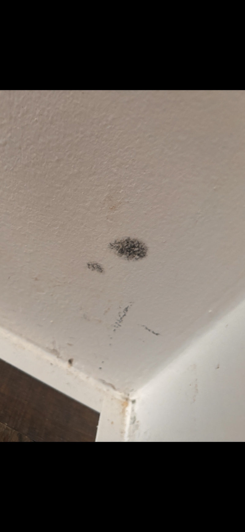 Une tache sombre de moisissure noire est visible sur le mur clair. Ce champignon y forme typiquement des colonies visibles.