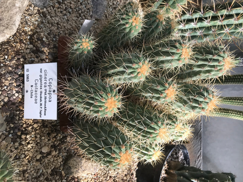 Copiapoa cinerea var. gigantea — photo 1 sur 1