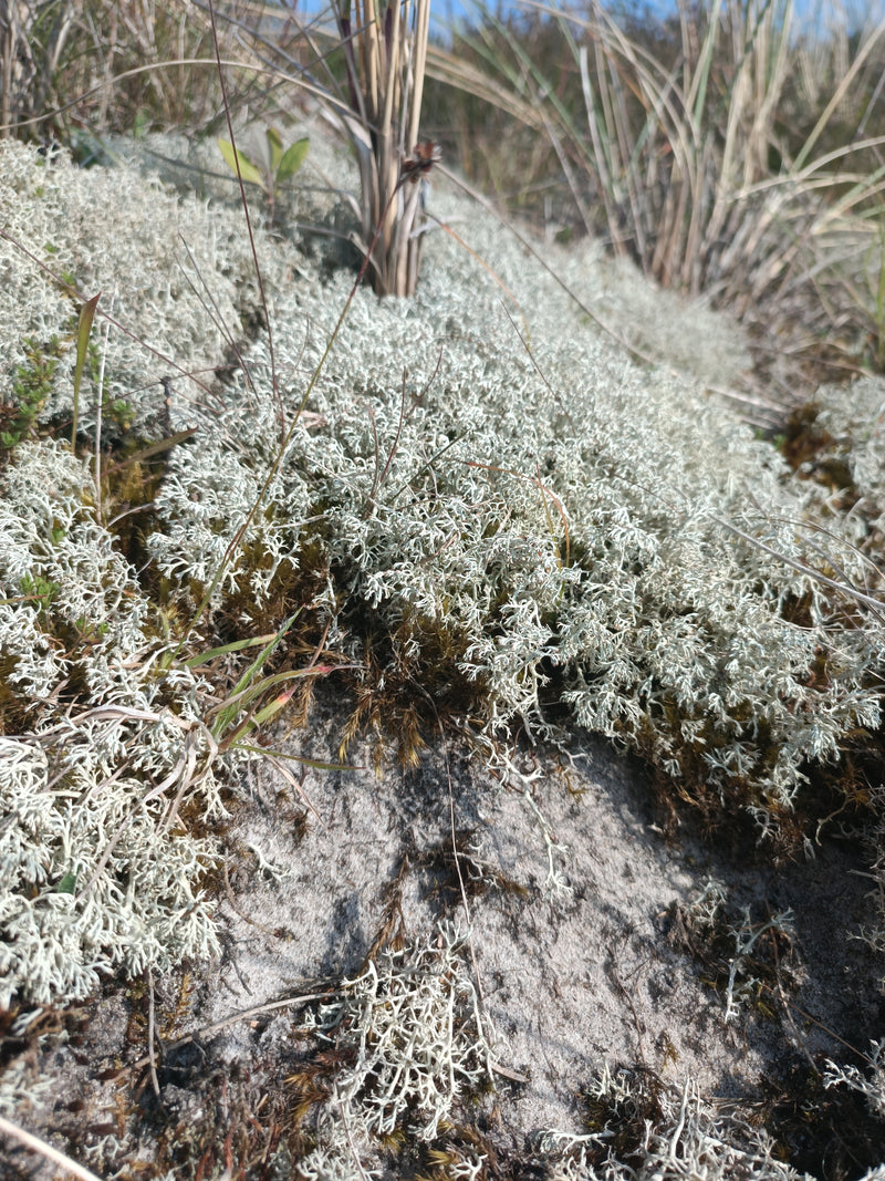 Lichen du renne des dunes — Bild 1