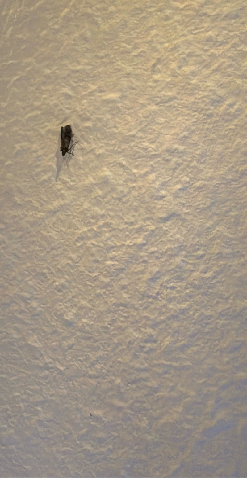 Une pyte des fruits secs repose en position immobile sur un mur clair et texturé. L'insecte est bien visible.