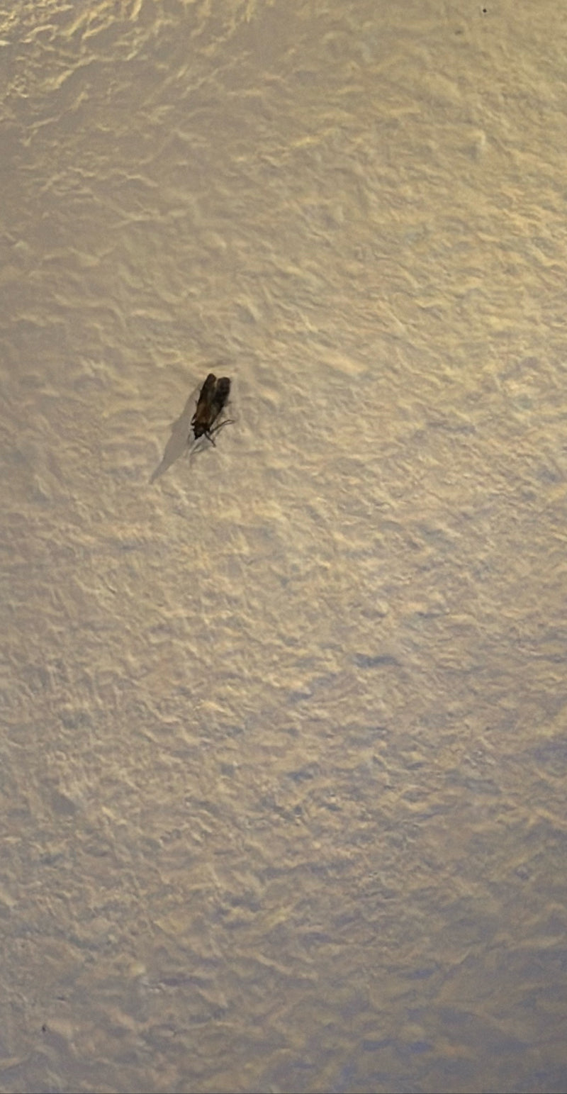 Une pyrale des fruits secs est posée sur un mur clair et texturé. L'insecte reste immobile au repos.