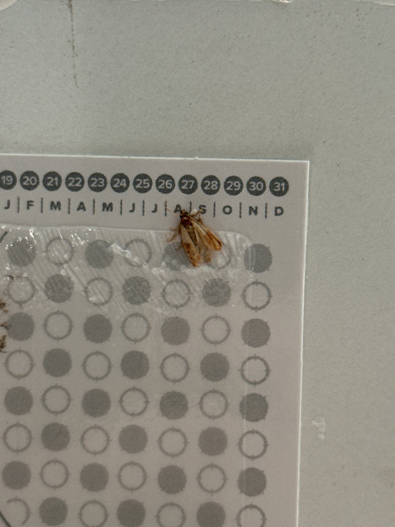 L'image montre une teigne de la farine posée sur un calendrier en papier fixé au mur. Les ailes caractéristiques bicolores du papillon sont bien visibles.