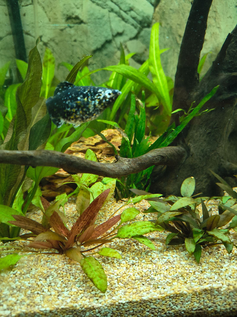 Un molly dalmatien moucheté de noir et de blanc nage dans un aquarium planté entre végétation aquatique et bois flotté.