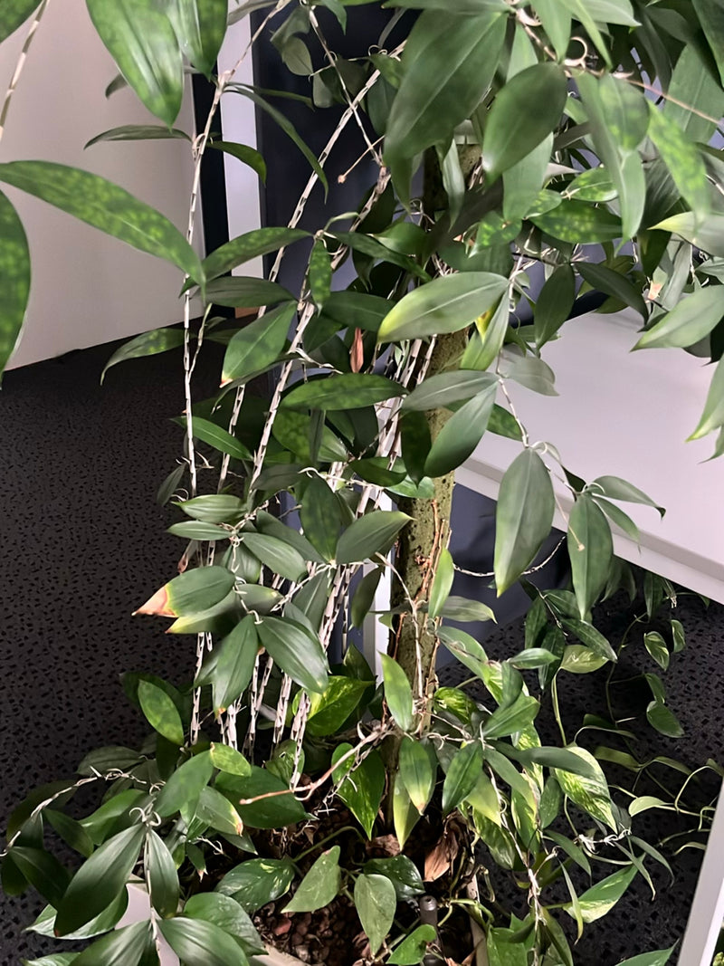 Orchidée dendrobium — Bild 3
