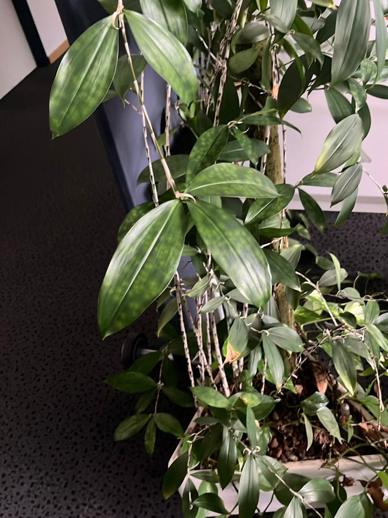 Orchidée dendrobium — Bild 2