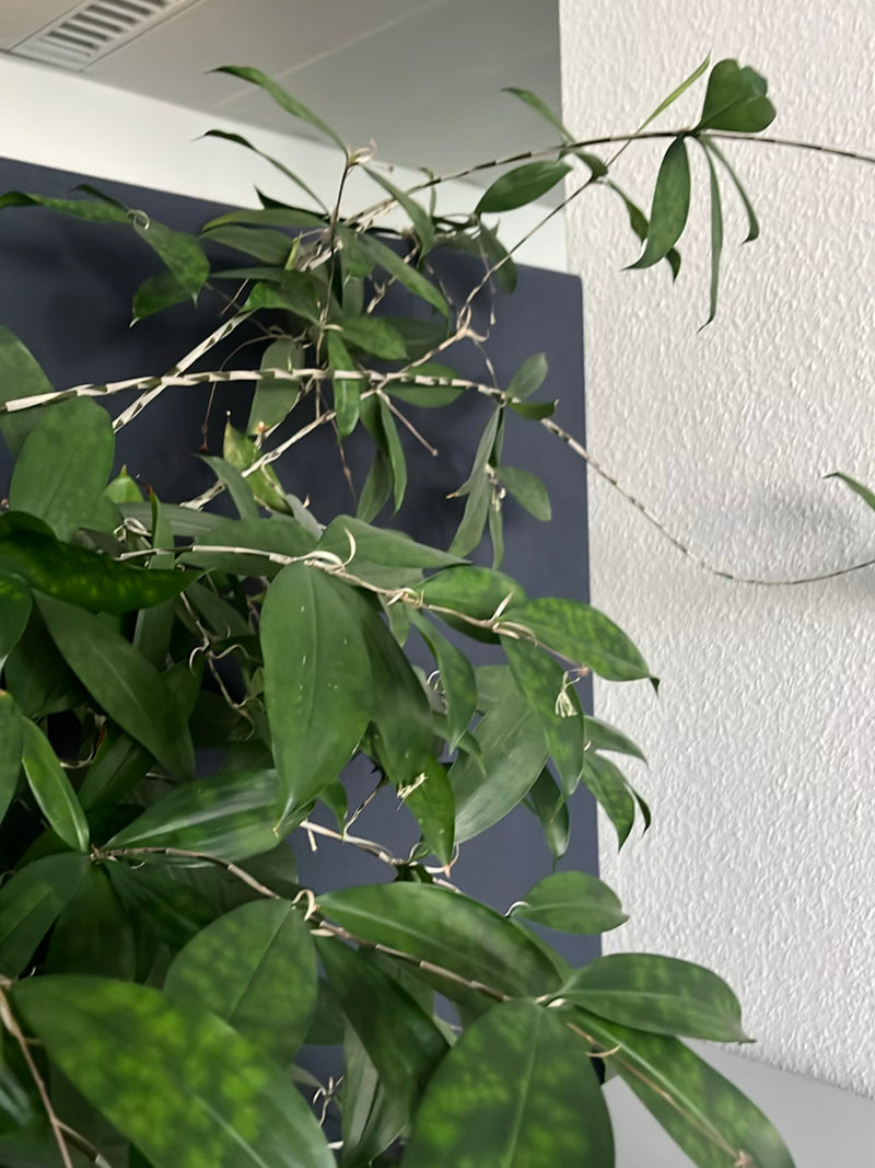 Orchidée dendrobium — Bild 1