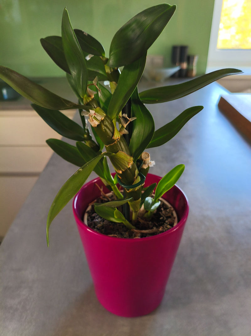 Une orchidée Dendrobium avec des feuilles vertes robustes et des pseudobulbes est posée dans un cache-pot rose sur une table.