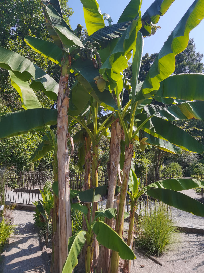 On peut voir plusieurs bananiers adultes dotés de grandes feuilles vertes et de régimes de fruits suspendus. Les plantes se trouvent dans un jardin sur un so...