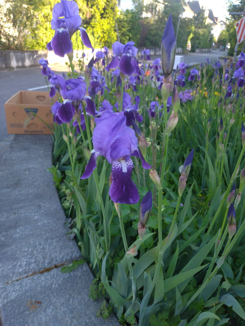 Iris allemand — Bild 1