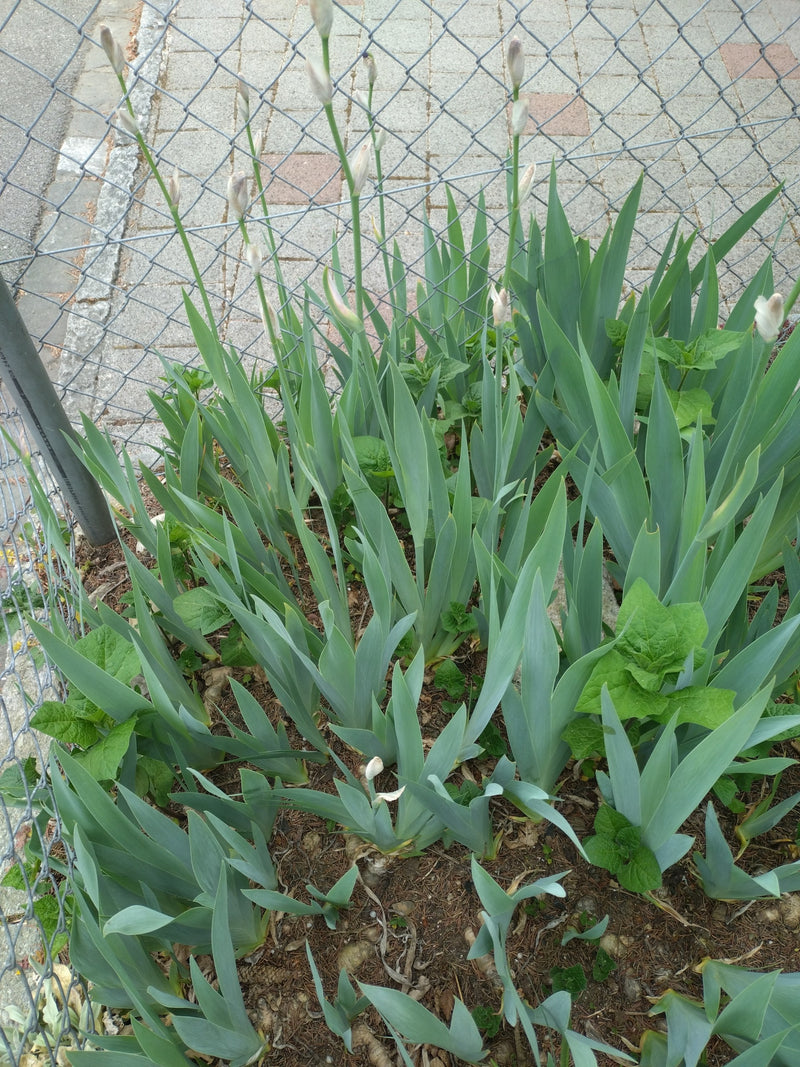 On peut voir un groupe d'iris des jardins avec des feuilles caractéristiques en forme d'épée et des tiges florales dressées portant des boutons. La plante po...