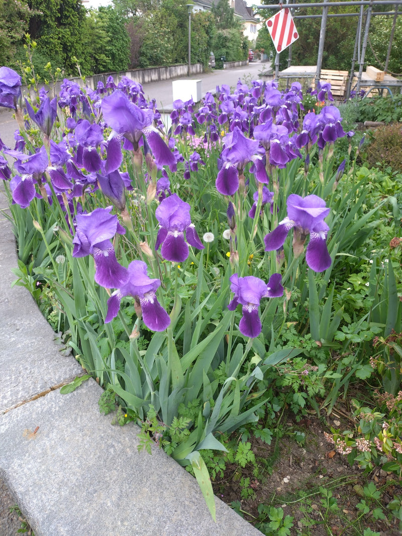 L'image montre un groupe d'iris allemands en fleurs avec des fleurs violettes caractéristiques. Ils poussent dans un parterre de fleurs juste au bord d'une r...