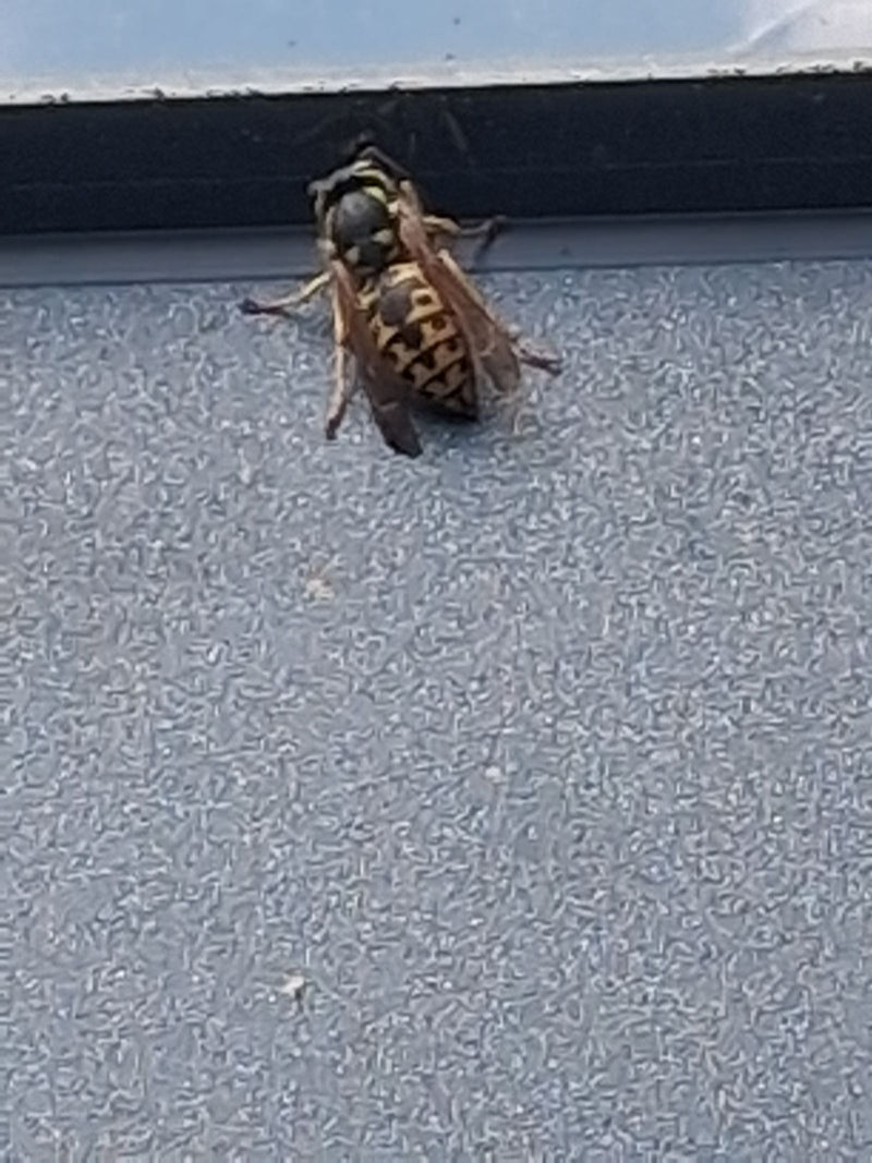Une guêpe germanique est assise sur une surface grise et texturée. Le motif typique noir et jaune sur l'abdomen est bien visible.