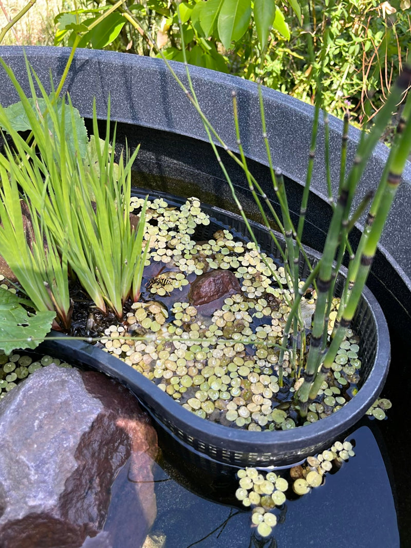 Une guêpe germanique est assise au bord d'un bac à plantes rempli de plantes aquatiques. L'insecte est bien visible.