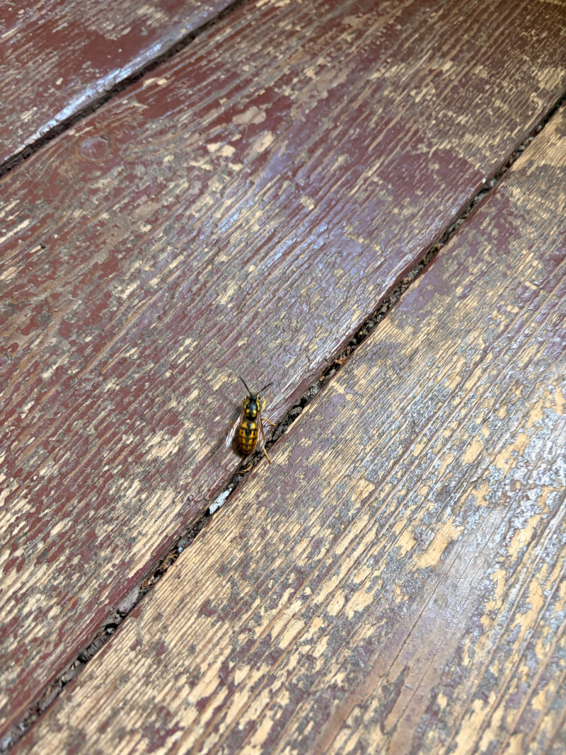 Une guêpe germanique est assise sur un plancher en bois altéré par les intempéries. Le dessin jaune et noir est bien visible.