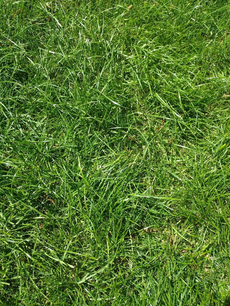Ray-grass vivace — Bild 1