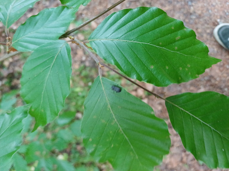 Charançon à bouche noire — Bild 3
