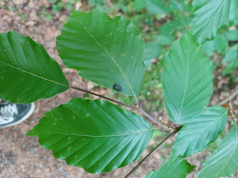 Charançon à bouche noire — Bild 2