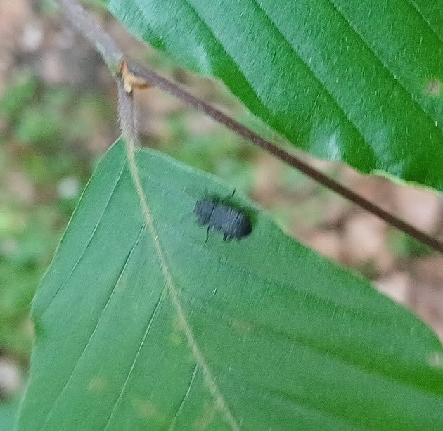 Charançon à bouche noire — Bild 1