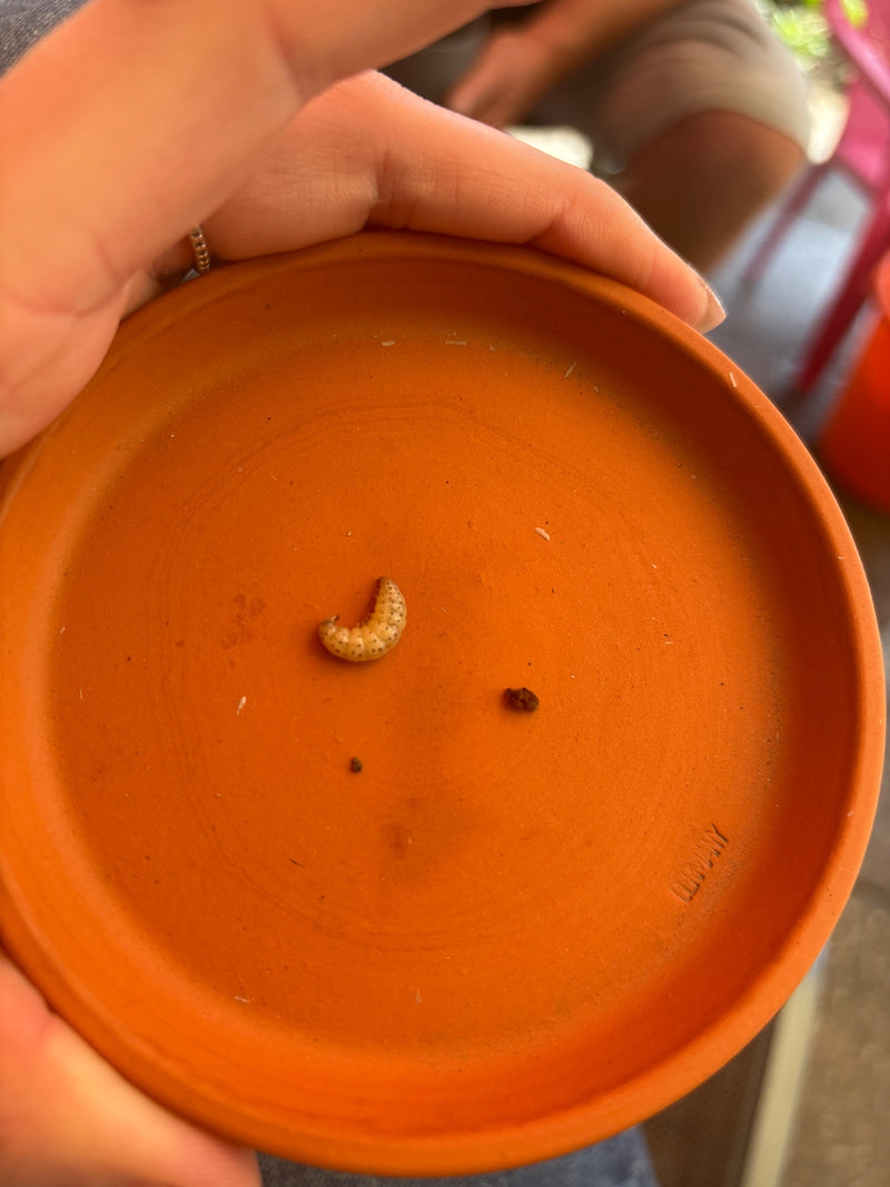 Une larve blanchâtre en forme de C d'un charançon repose sur une soucoupe en terre cuite rouge.