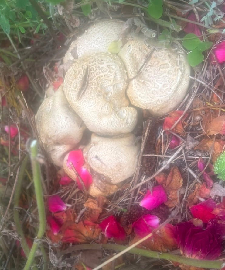 Boviste de pomme de terre à peau épaisse — Bild 1